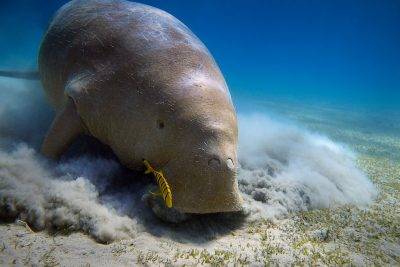 Why Mozambique is tracking Dugong movements with satellite technology