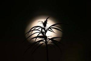 Cannabis: Morocco’s pot of gold