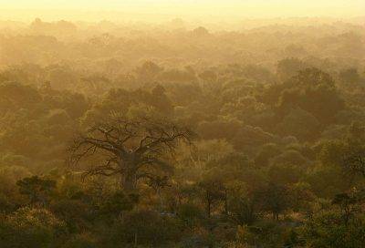 Limpopo Ridge Bushveld
